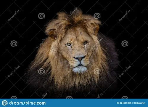 Льва Картинки лев на черном фоне