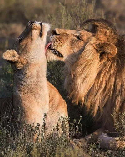 Льва Картинки пара львов сражается