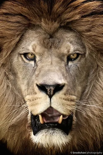 Льва Картинки лев с открытым ртом