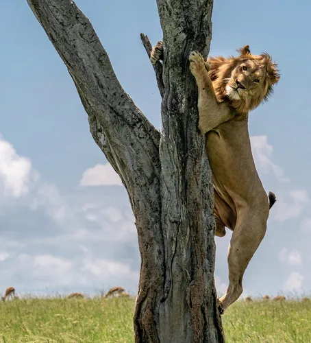 Льва Картинки лев взбирается на дерево