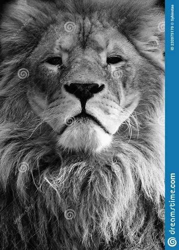 Льва Картинки лев с человеческим лицом