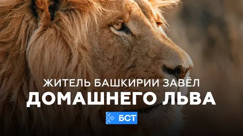 Льва Картинки лев с белым текстом