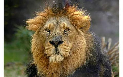 Льва Картинки лев с гривой