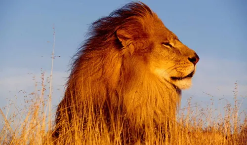 Льва Картинки лев, лежащий в поле