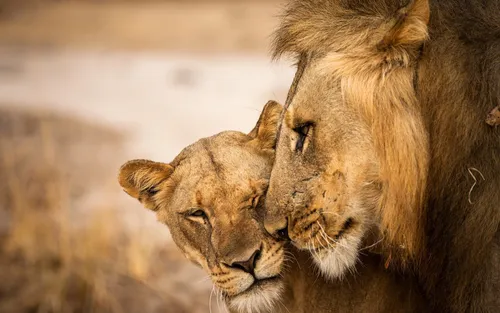 Льва Картинки пара львов