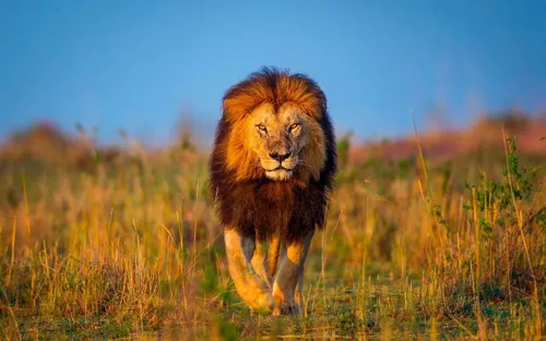 Льва Картинки лев, идущий по полю