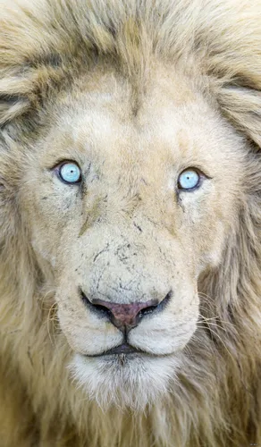 Льва Картинки лев с голубыми глазами