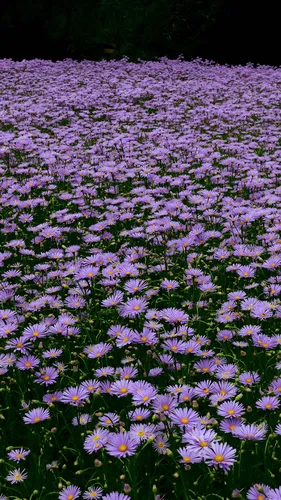 Фиолетовые Обои на телефон поле фиолетовых цветов