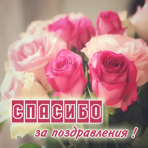Спасибо За Поздравления Картинки группа розовых роз