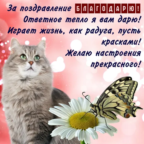 Спасибо За Поздравления Картинки кот с бабочкой на голове