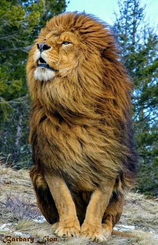 Лев Картинки лев, стоящий снаружи