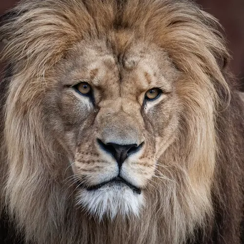 лев с грустным лицом