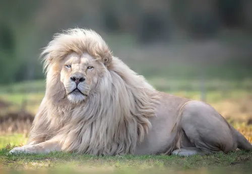 Лев Картинки лев, лежащий на траве