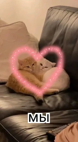 Любовные Картинки кот в розовой шляпе