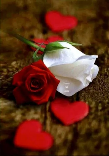 Любовные Картинки роза с белым центром