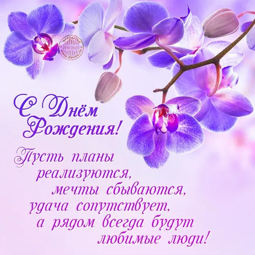 Оля С Днем Рождения Картинки крупный план фиолетовых цветов