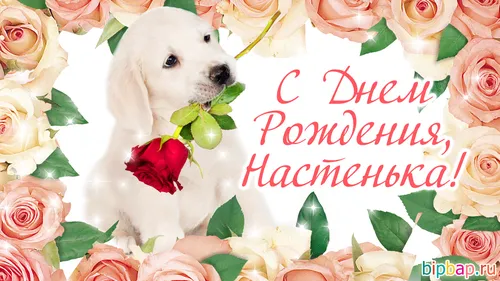 С Днем Рождения Настя Картинки собака сидит в букете роз