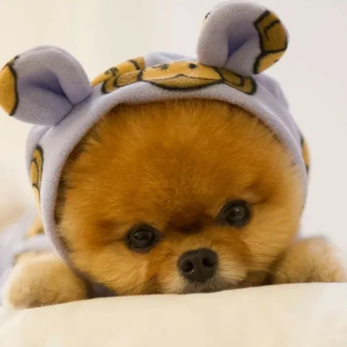Собачки Картинки собака в шляпе