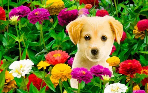 Собачки Картинки собака в цветочном поле