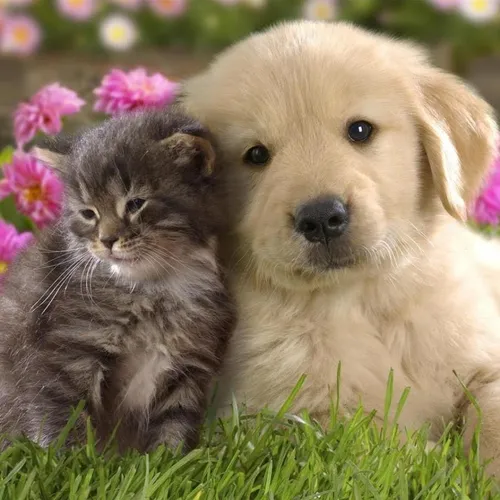 Собачки Картинки собака и кошка сидят в траве