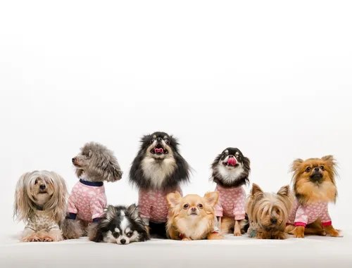 Собачки Картинки группа собак в свитерах
