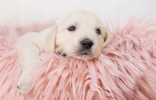 Собачки Картинки собака, завернутая в одеяло