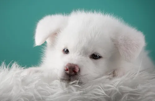Собачки Картинки белая собака на синем фоне