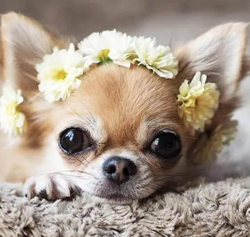 Собачки Картинки собака с цветами на голове