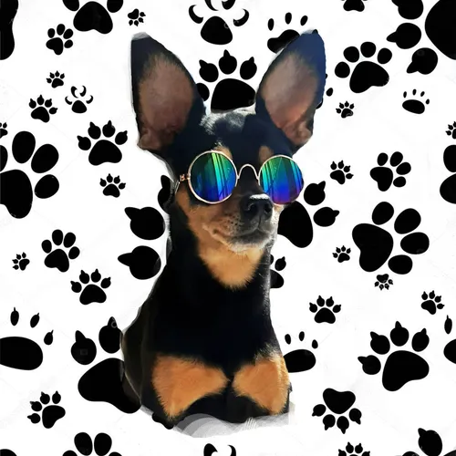 Собачки Картинки собака в солнцезащитных очках