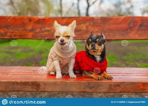 Собачки Картинки две собаки сидят на деревянном заборе