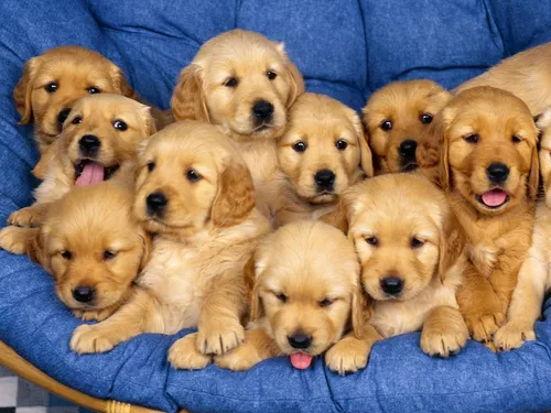 Собачки Картинки группа щенков на синем одеяле