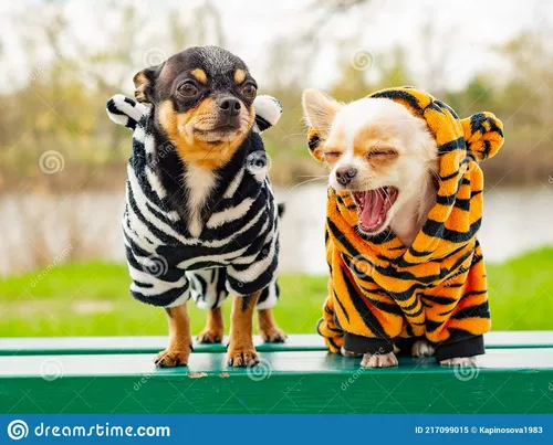 Собачки Картинки собака и тигр