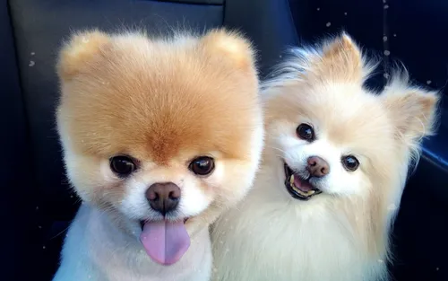 Собачки Картинки пара собак