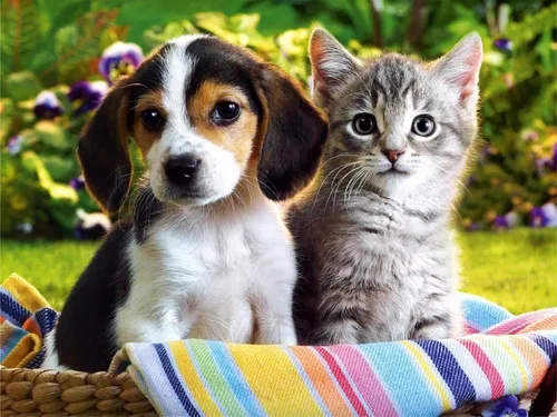 Собачки Картинки кошка и собака сидят на одеяле
