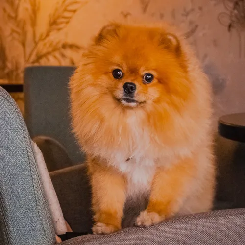 Собачки Картинки собака сидит на диване