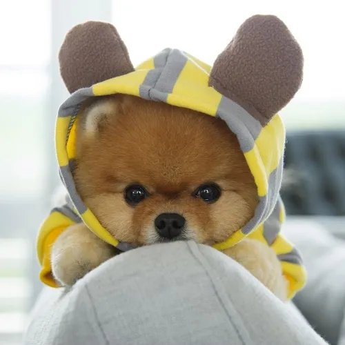 Собачки Картинки собака в желтой шляпе