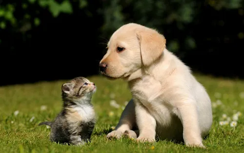 Собачки Картинки щенок и котенок в траве