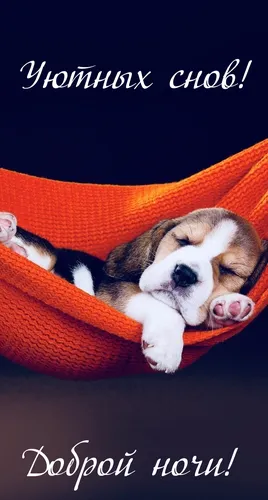 Спокойной Ночи Красивые Картинки собака спит на одеяле