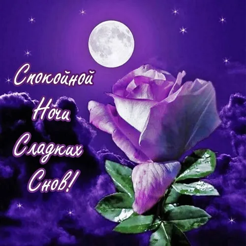 Спокойной Ночи Красивые Картинки фиолетовый цветок с зелеными листьями и луной на заднем плане