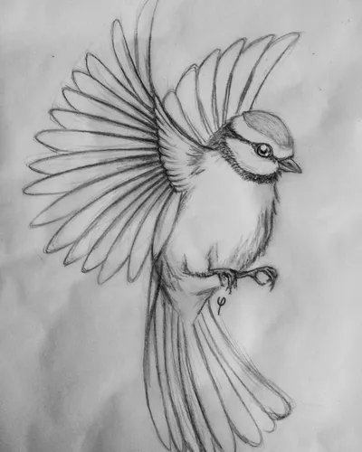Срисовать Картинки рисунок птицы
