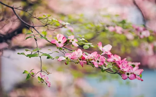 Весенние Картинки ветка с розовыми цветами