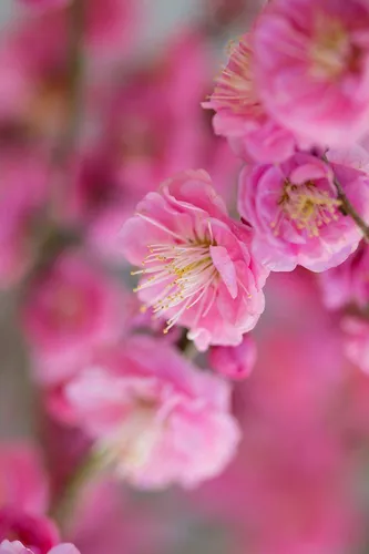 Весенние Картинки розовый цветок крупным планом