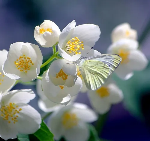Весенние Картинки бабочка на цветке
