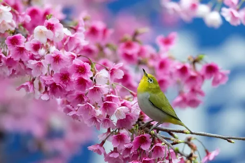 Весенние Картинки птица на ветке с розовыми цветами