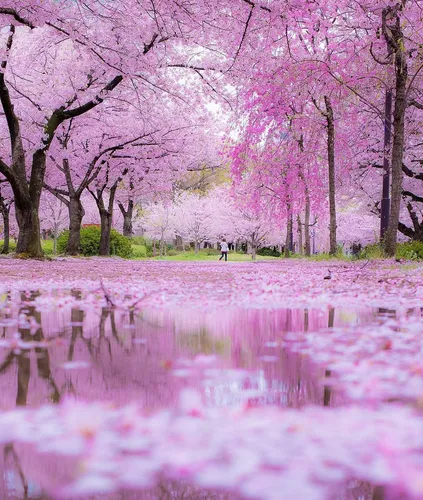 Весенние Картинки пруд с розовыми цветами