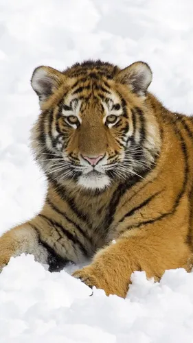 Год Тигра Картинки тигр, лежащий в снегу