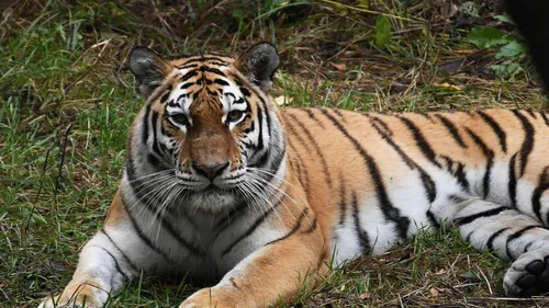 Год Тигра Картинки тигр, лежащий в траве