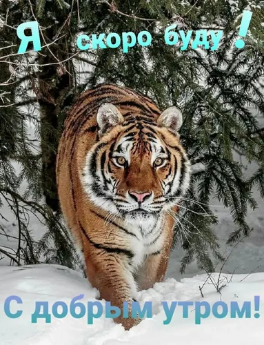 Год Тигра Картинки тигр в снегу