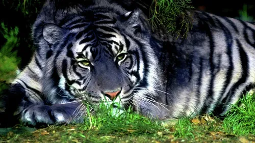 Год Тигра Картинки тигр, лежащий на траве