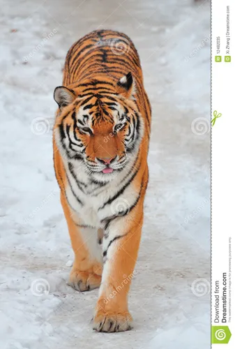 Год Тигра Картинки тигр, идущий по снегу